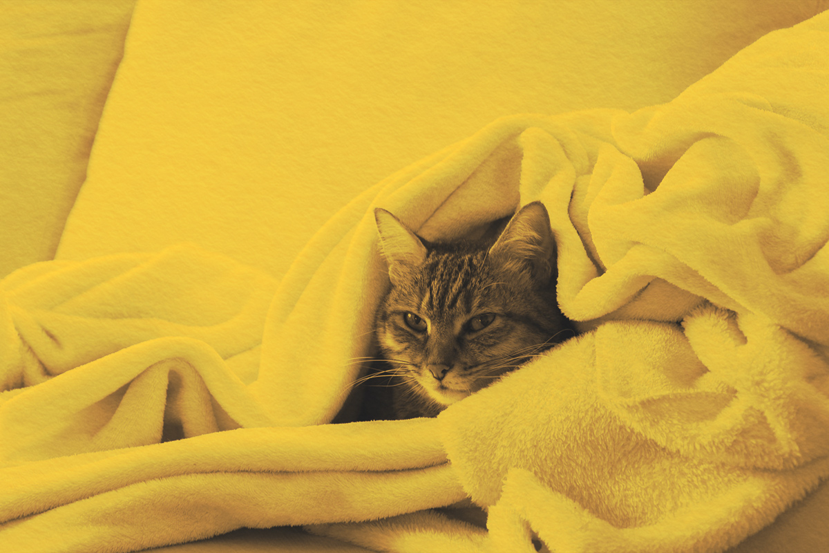 cat is relaxing in the soft white blanket