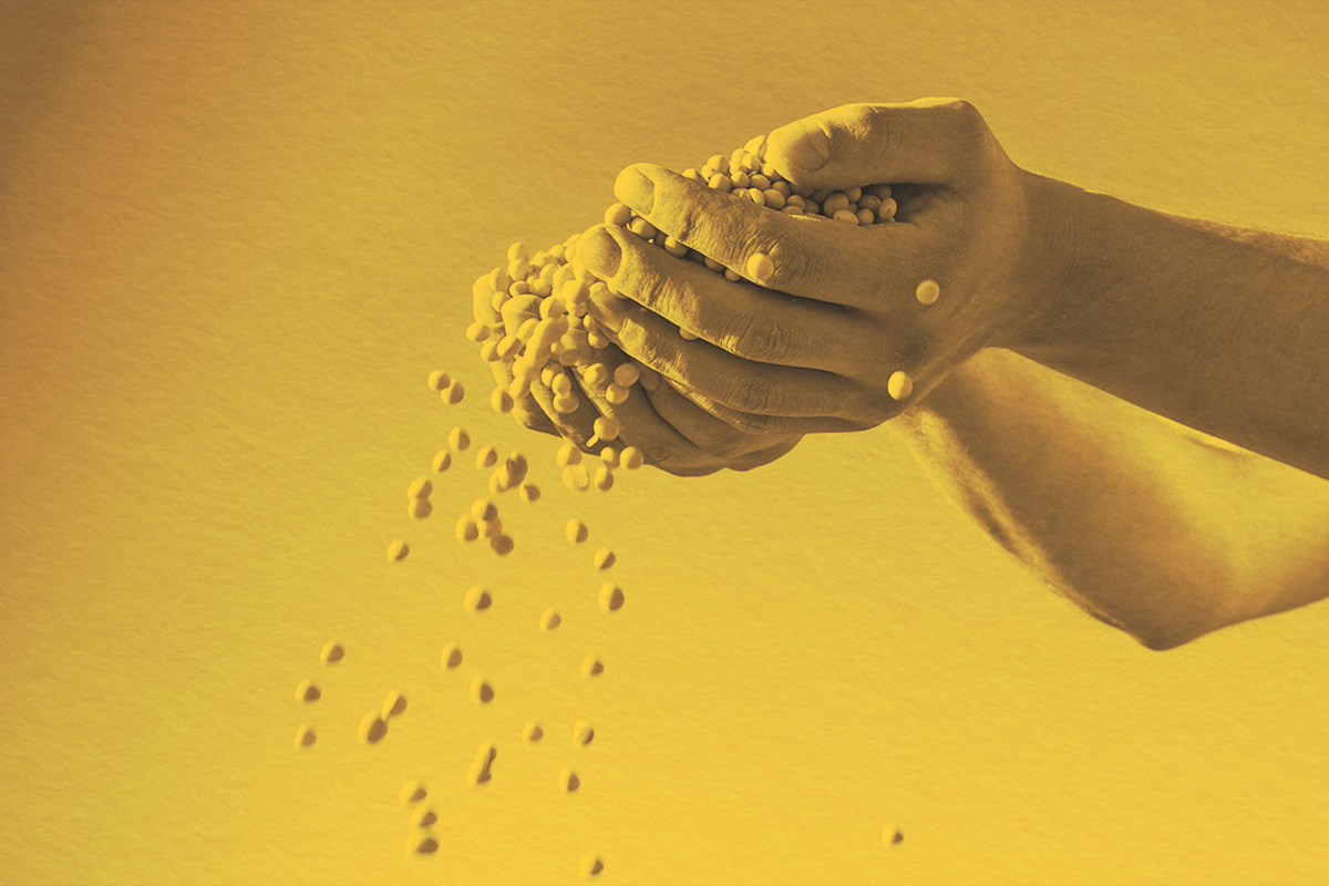 ripe soybeans after harvest flowing through a persons hands