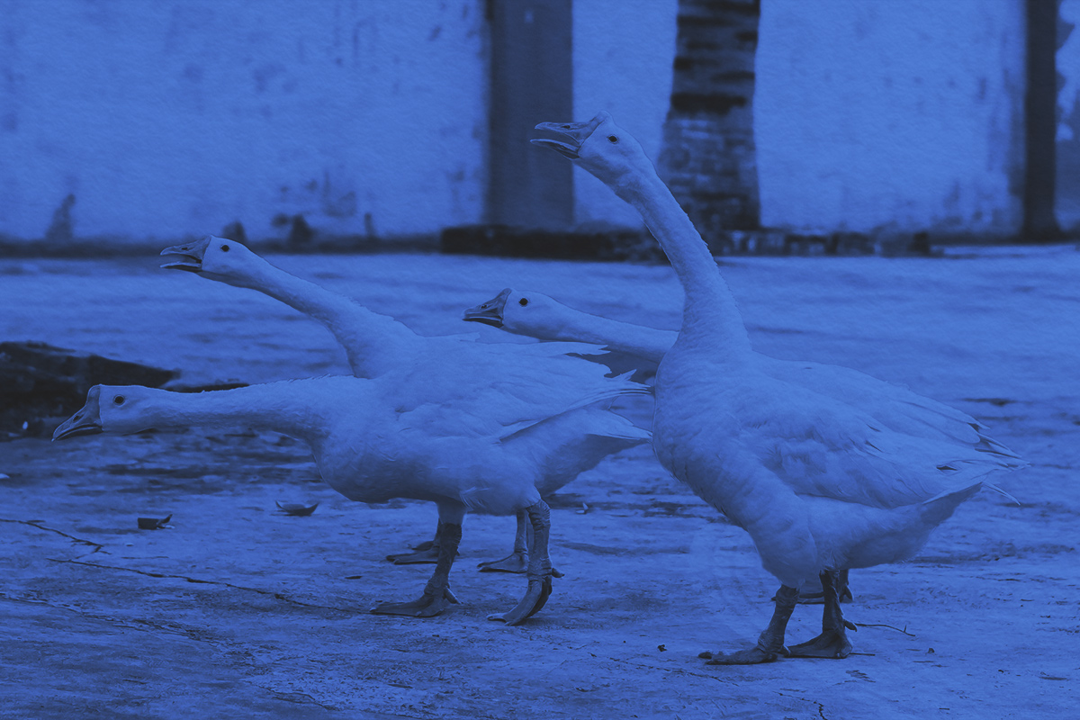 Several white geese walking together in small city