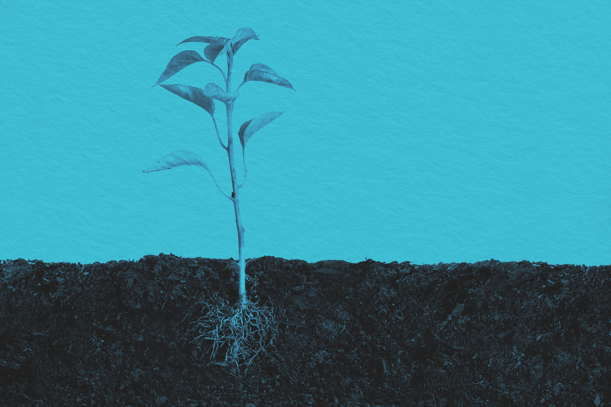 Sprouting plant with roots