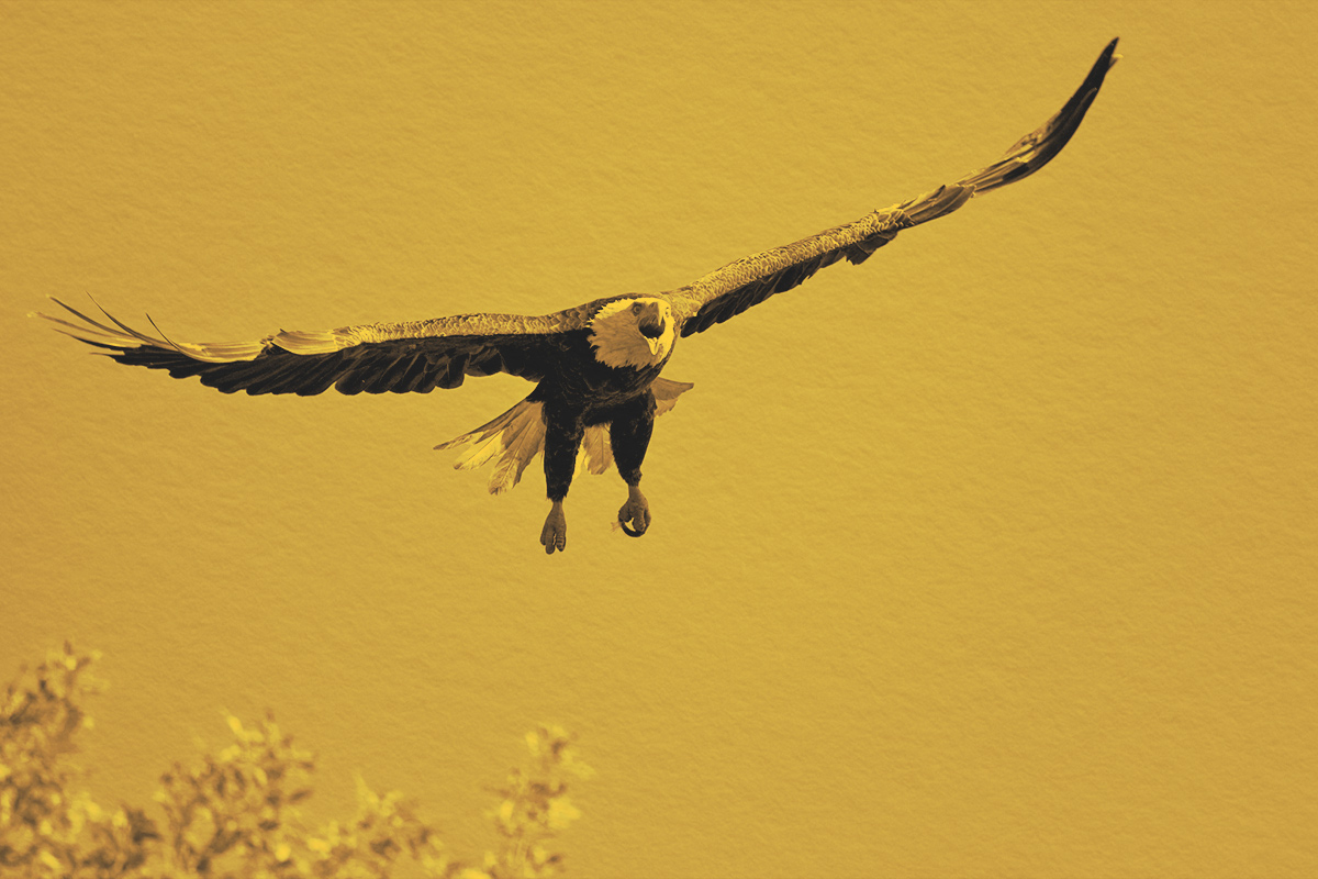 Swooping Bald Eagle With Vast Wingspan
