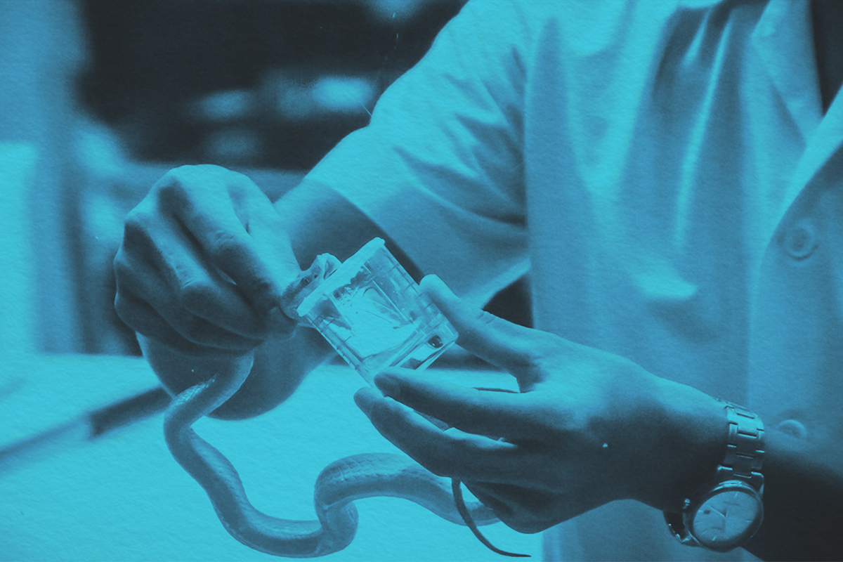 Milking snake for venom to produce snake antidote serum