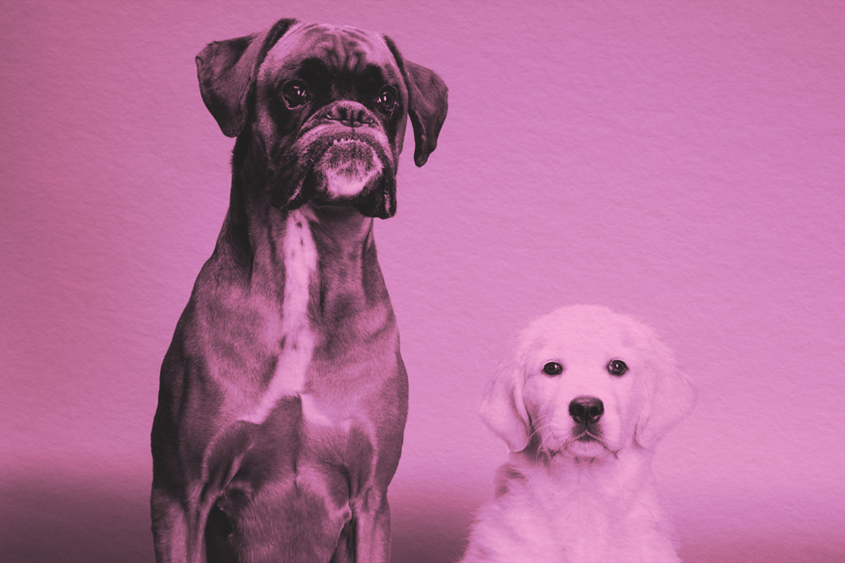 Golden retriever puppy sitting next to mature boxer dog