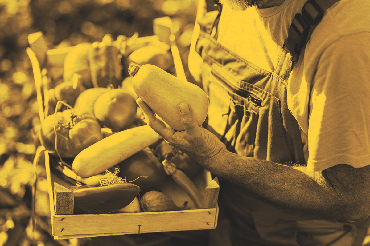 Farmer examines a selection of freshly harvested organic vegetables