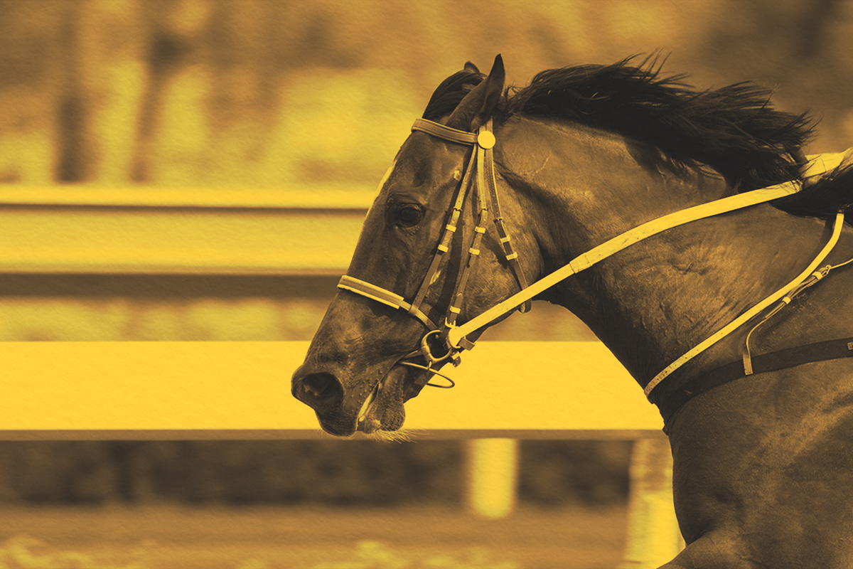 Close-up of a horse head while racing