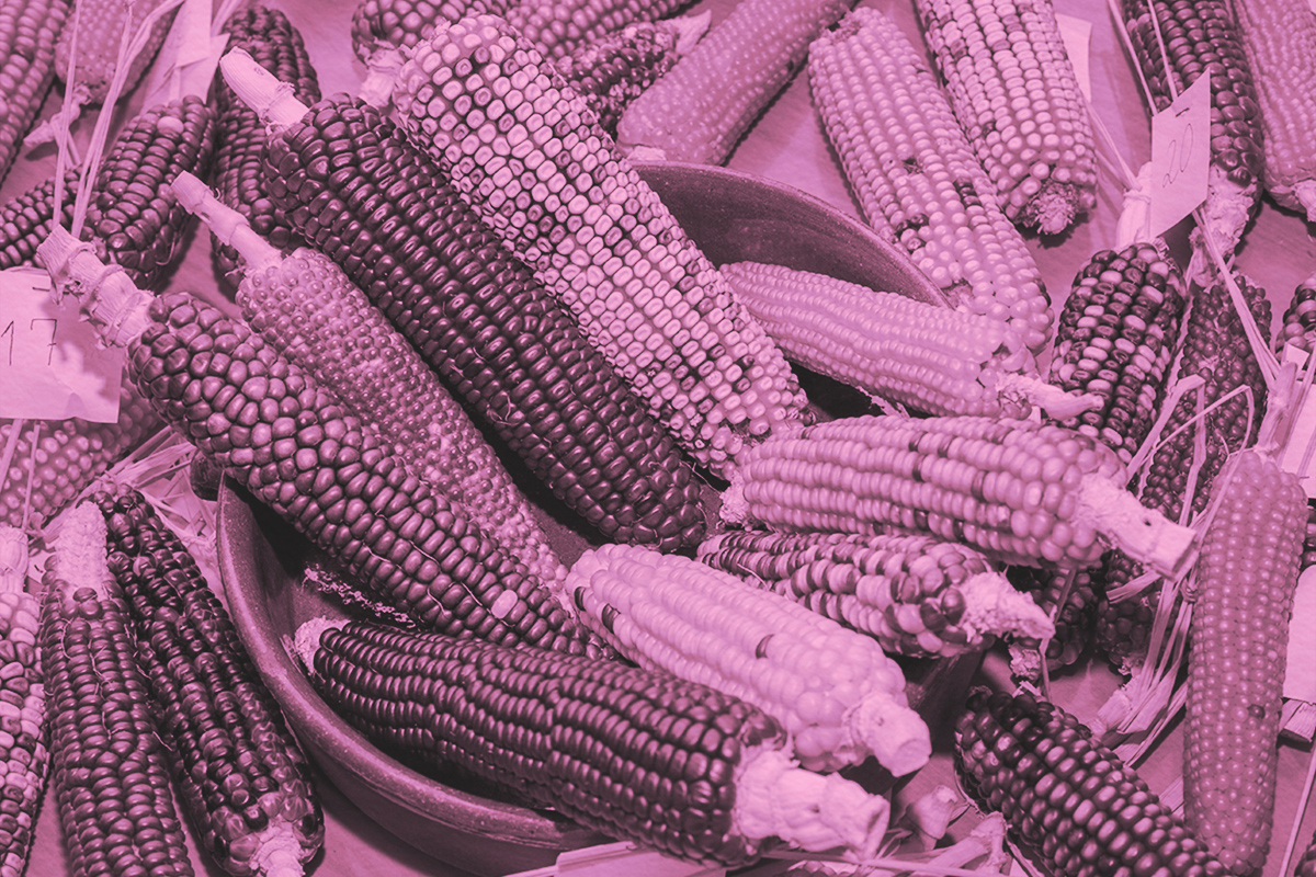 colored corn cobs