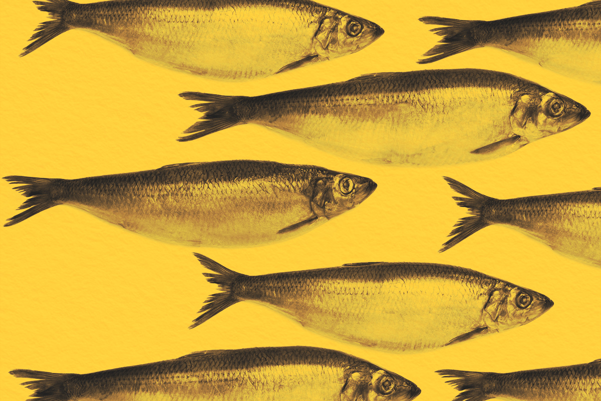 Traditional english red herring fish