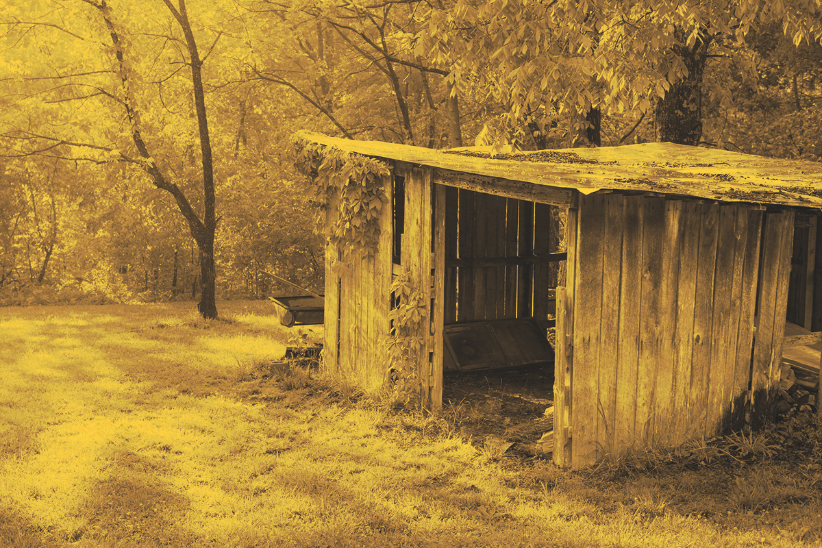 wooden shed in forest