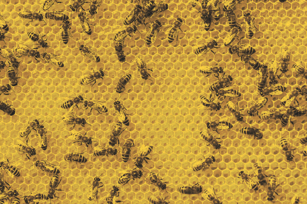 Bee hive shot close-up in the summer on an apiary