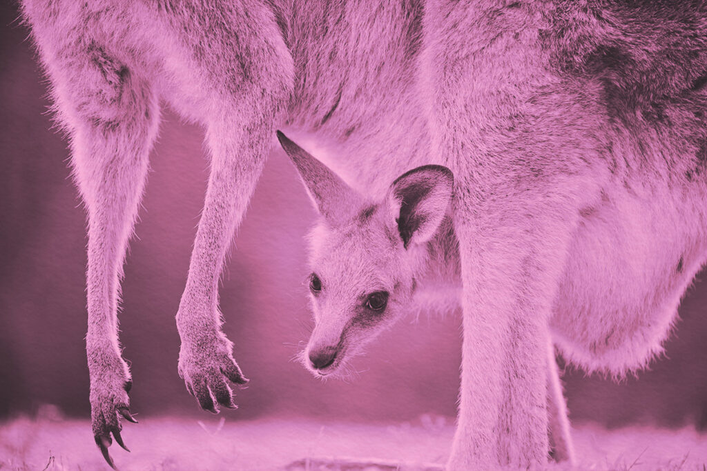 Close-up of a joey in the pouch of their mother kangaroo