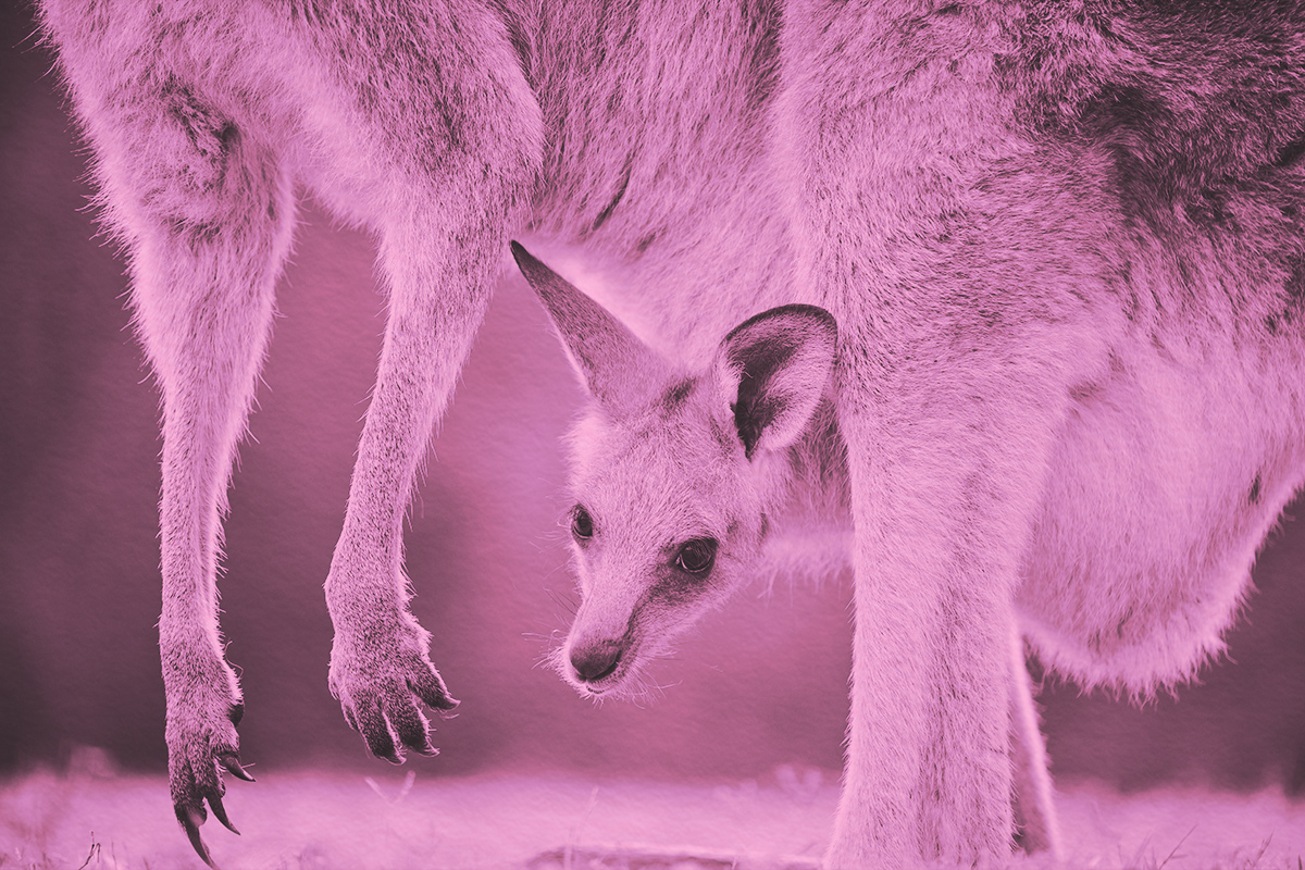 What Are Kangaroo Words?